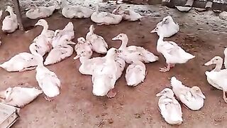 how to raise ducks