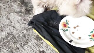 abandoned cat