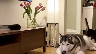 Cat Commits Crime Dog Pays Price