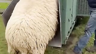 МЕХАНИЗИРАНО СТРИГАНЕ НА ОВЦЕ