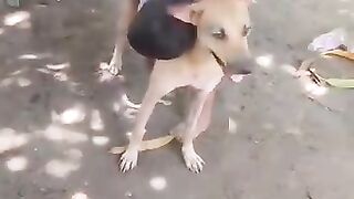 Dog riding
