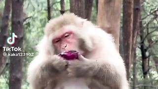 Monkey onions