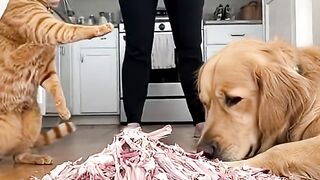 who did it a dog or a cat