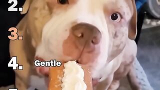 RankingBestDogsSmallBiteMoments