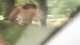 Family Outing Fails When Lions  Vomit Ruin Your Day.