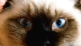 Kucing lucu