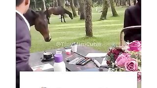 Who Invited a Horse to the Tea Party? cutehorse wholesome horsefriend animalshorts viralvideo