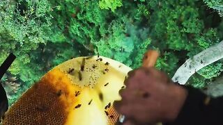Honey harvest at high altitude