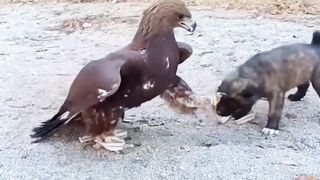 eagle vs puppy