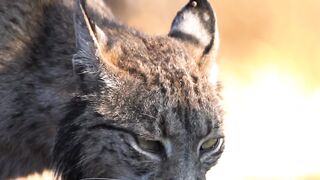 Meet the Coolest Wild Cat in the Forest!