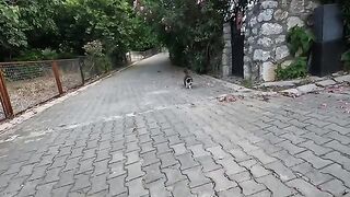 Pom-pom the cat meows and says, I love you both.