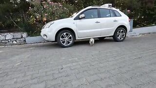 A fluffy Persian cat bangs its head against my camera and purrs