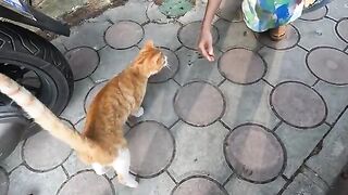 Clementine the cat and her friend fight every time they meet.