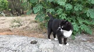 When I petted her, Dali the cat started wagging her tail.