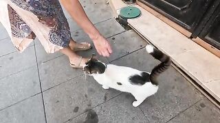 Cute cat with a white tail tip in the city center