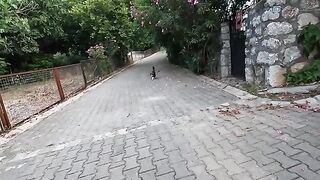 Pom pom the cat meows, purrs and says I love you