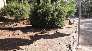 Leo the Cat Talks to Us with His Unique Meow