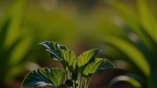 Melon Growth Process