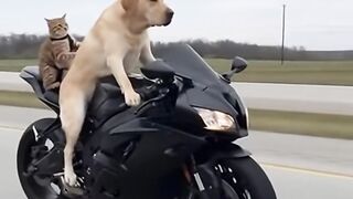 Agility of dogs and cats riding motorbikes