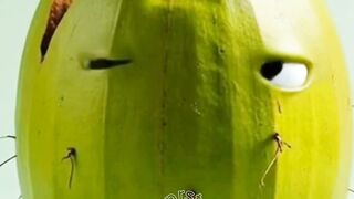 Coconut comedy funny