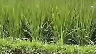 Islamic song