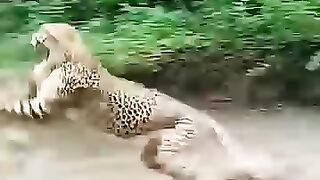 Monkey vs Cheetah