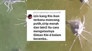 Sisi NEGATIF budidaya lele sistem jaring KERAMBA