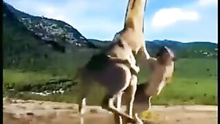 Giraffe Lion Fight.