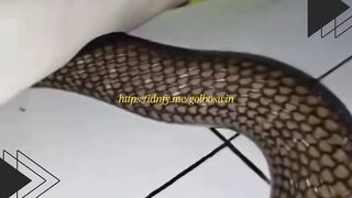 King Kobra Makan Mie Instan?