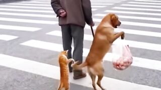 Grandpa 2 crosses the road with his 2 cutest and most loyal pets