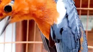 Burung Anis Merah atau Punglor Merah dengan Nama Ilmiah Zhotera Citrina Adalah Burung yang Sangat Indah dengan Gayanya Saat Berkicau (teler)