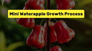 Mini Waterapple Growth Process