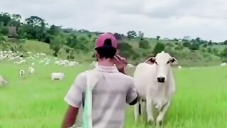 Dancing with the Moo Crew