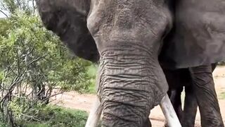 elephant