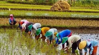 Farmers Planting Rice Nurturing Life from the Soil
