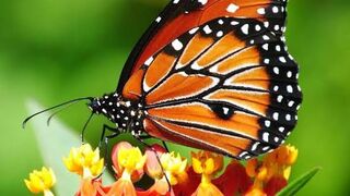 The Kingdom of Butterflies  Bantimurung, Maros