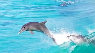 Dolphin Amazing jumping