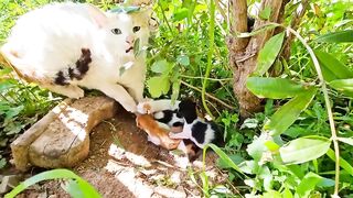 cat family rescue