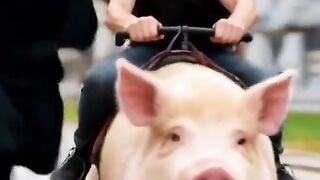 Would you stop to check if the dragon ate the pig?  Let me know in the comments