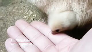 The Little Boy Says Hello