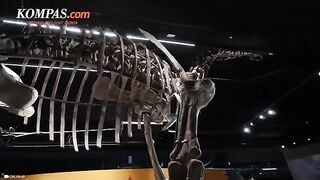 China Unveils 30-Meter-Tall Giant Dinosaur Fossil