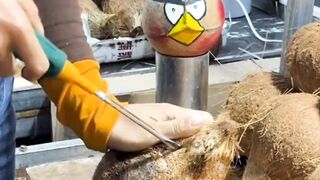 Ketrampilan pengupas kelapa