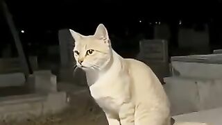 When a Cat Says Allahs Name in the Middle of a Grave