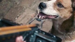 as she will kill their dogs suddenly