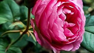 Among the green of the garden, pink roses bloom, whispering enchanting beauty.