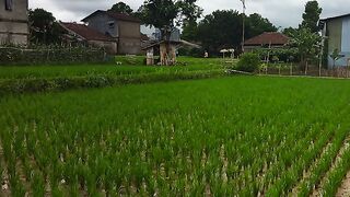 Mending cicing di sawah lah