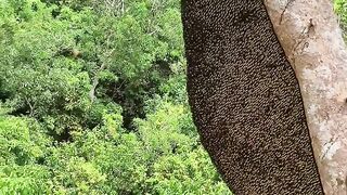 Honey bees ready for harvest