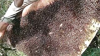 Super big honey bee harvest