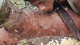 Harvest lots of honey