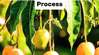 Mini Mango Tree Growth Process